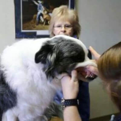 a dog being examined in the hospital
