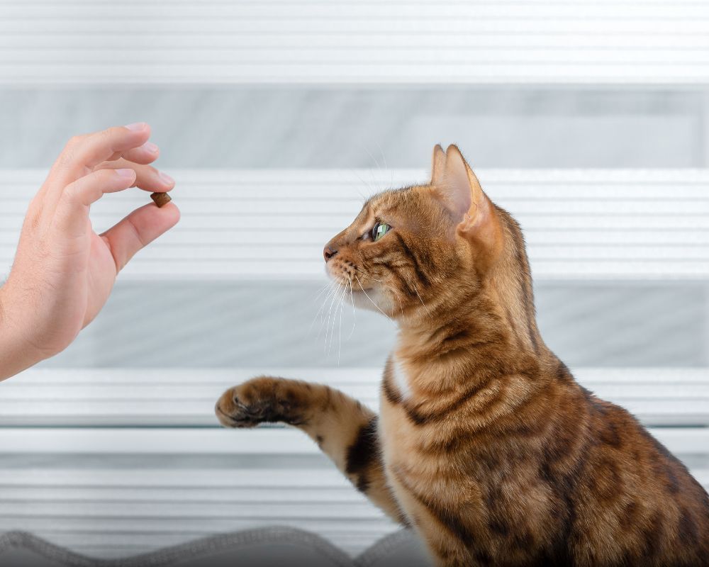 a cat looking at a hand holding a piece of food
