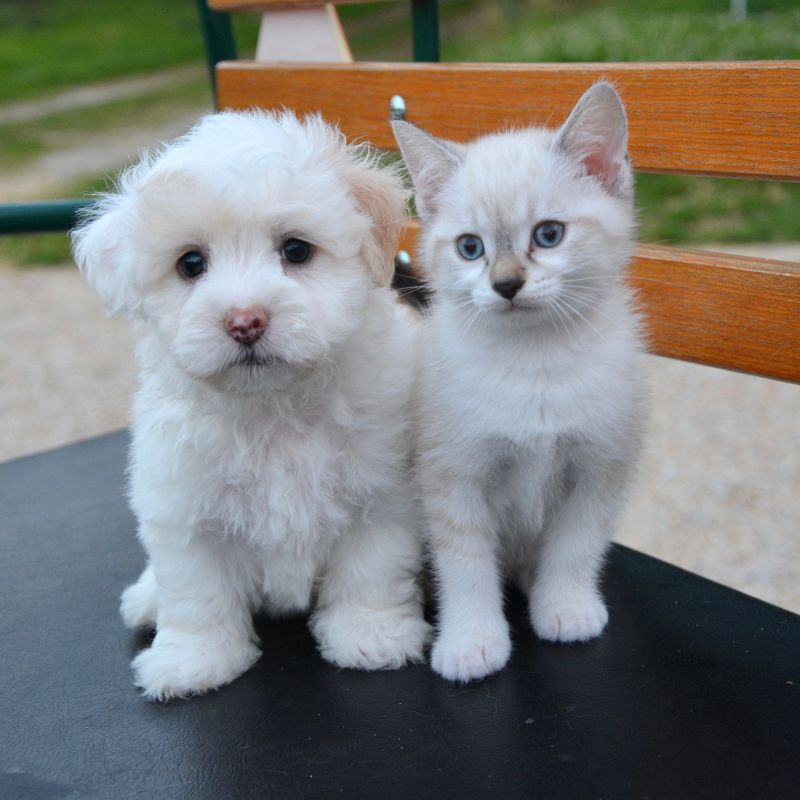 a puppy and kitten sitting on a bench