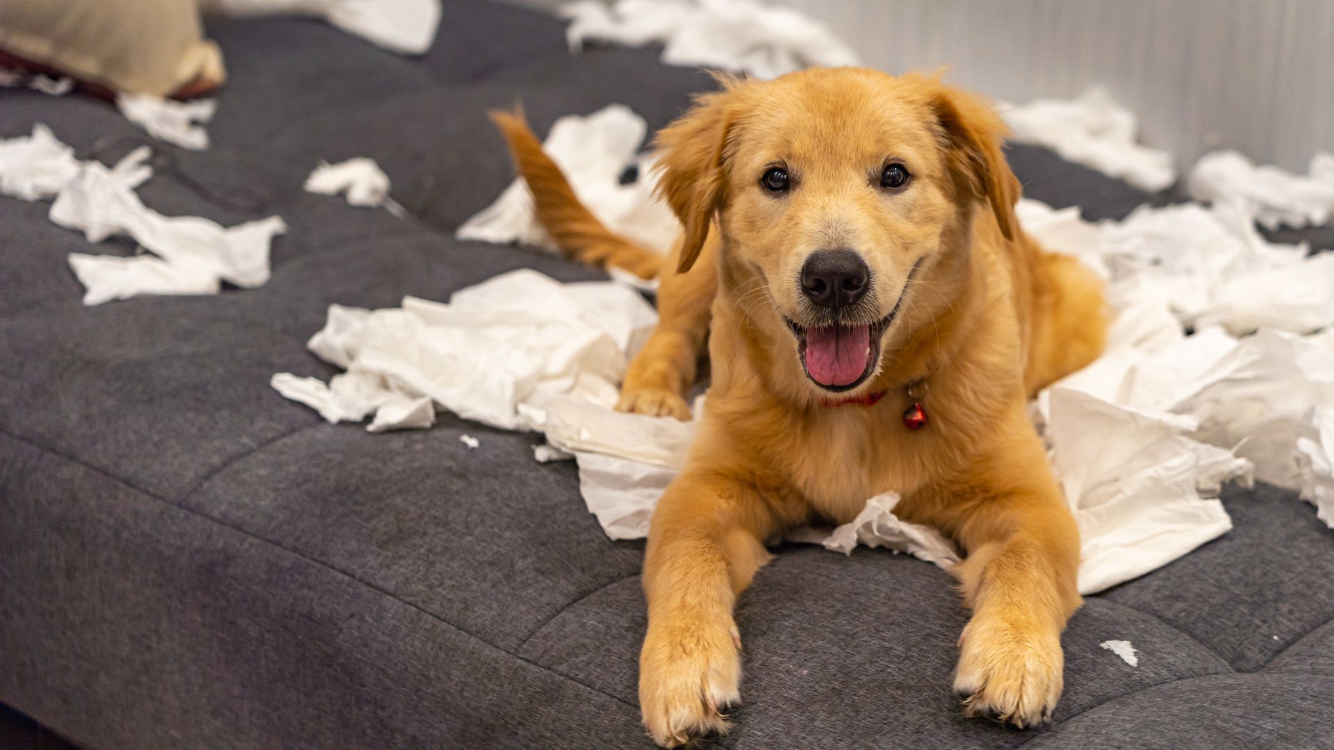 naughty young golden dog playing with toilet papers