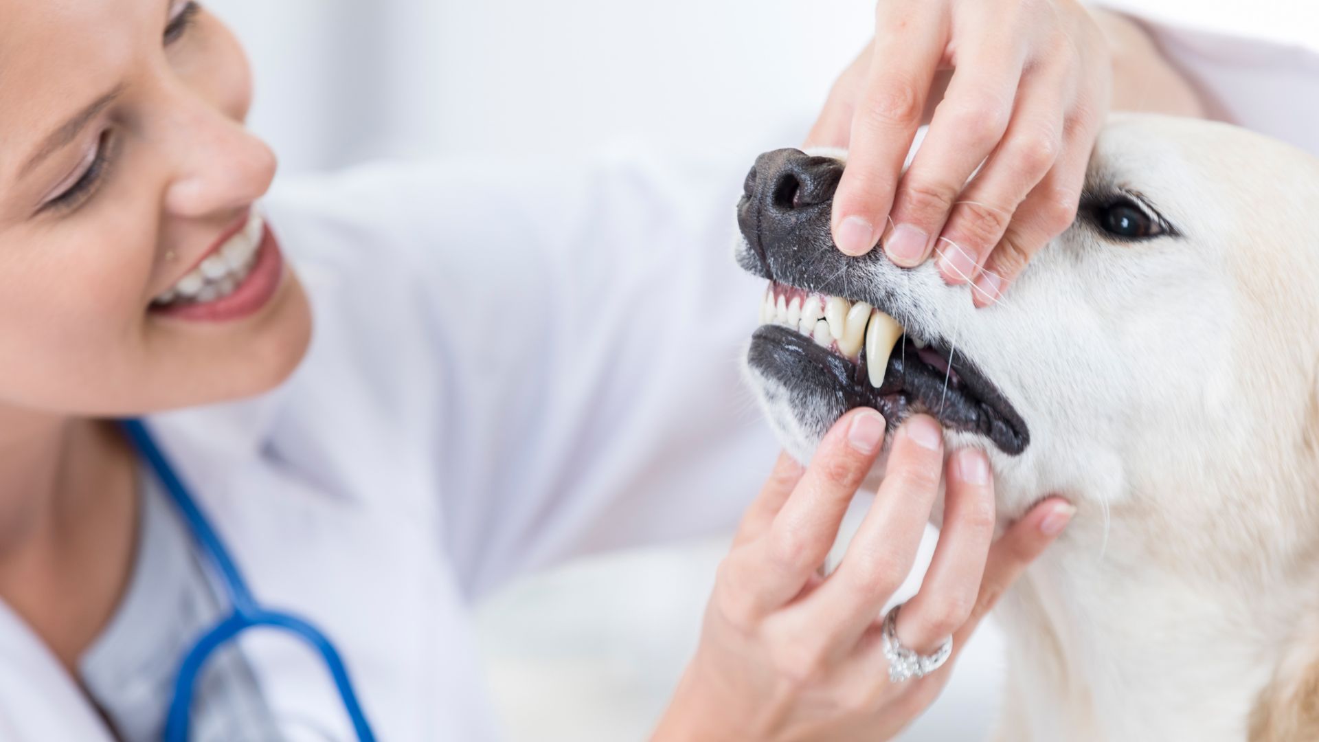 adult female vet checks yellow lab patient's teeth