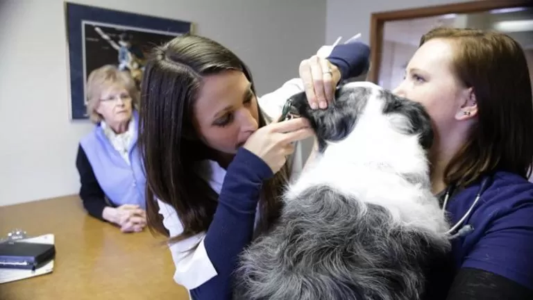 vet examining a dog