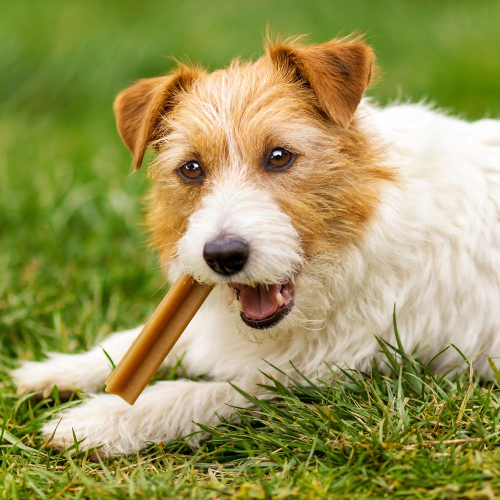 Happy pet dog chewing dental snack treat