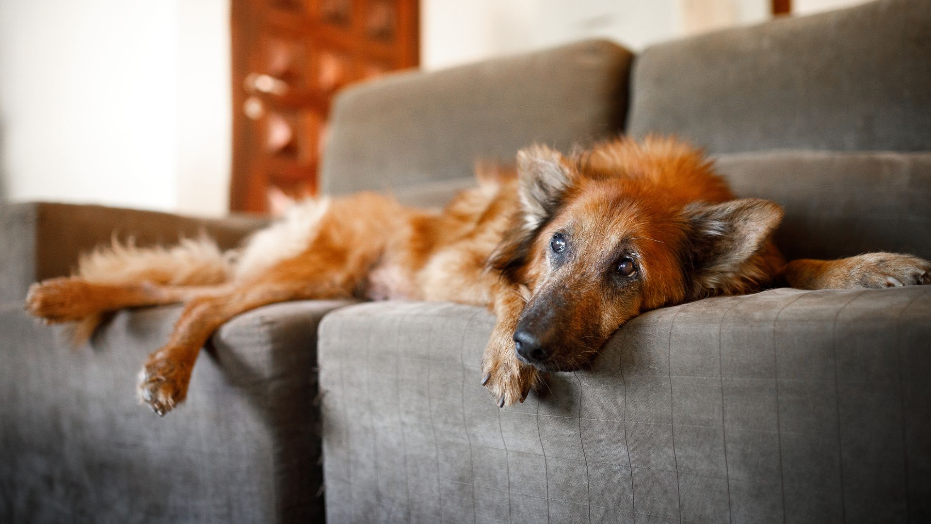 an old sick dog lying on the couch
