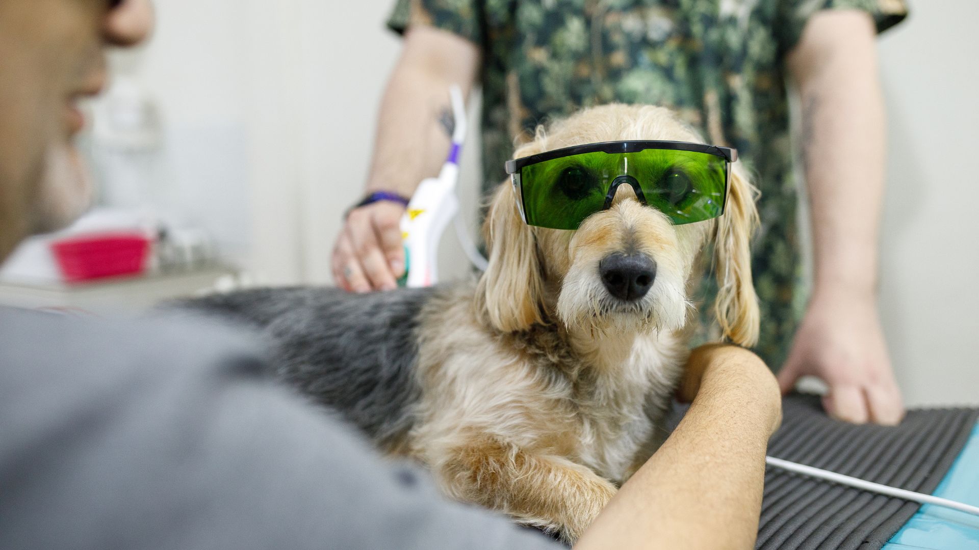 Mixed breed dog wearing protection glasses while doing laser therapy