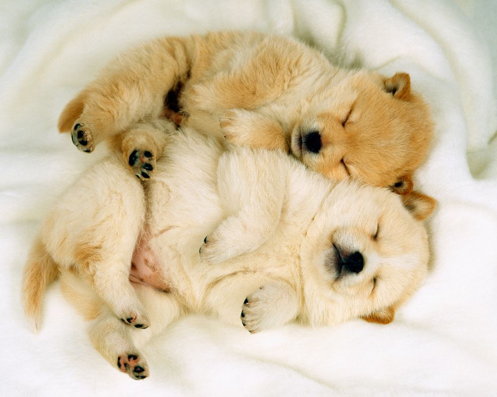 two puppies sleeping on blanket
