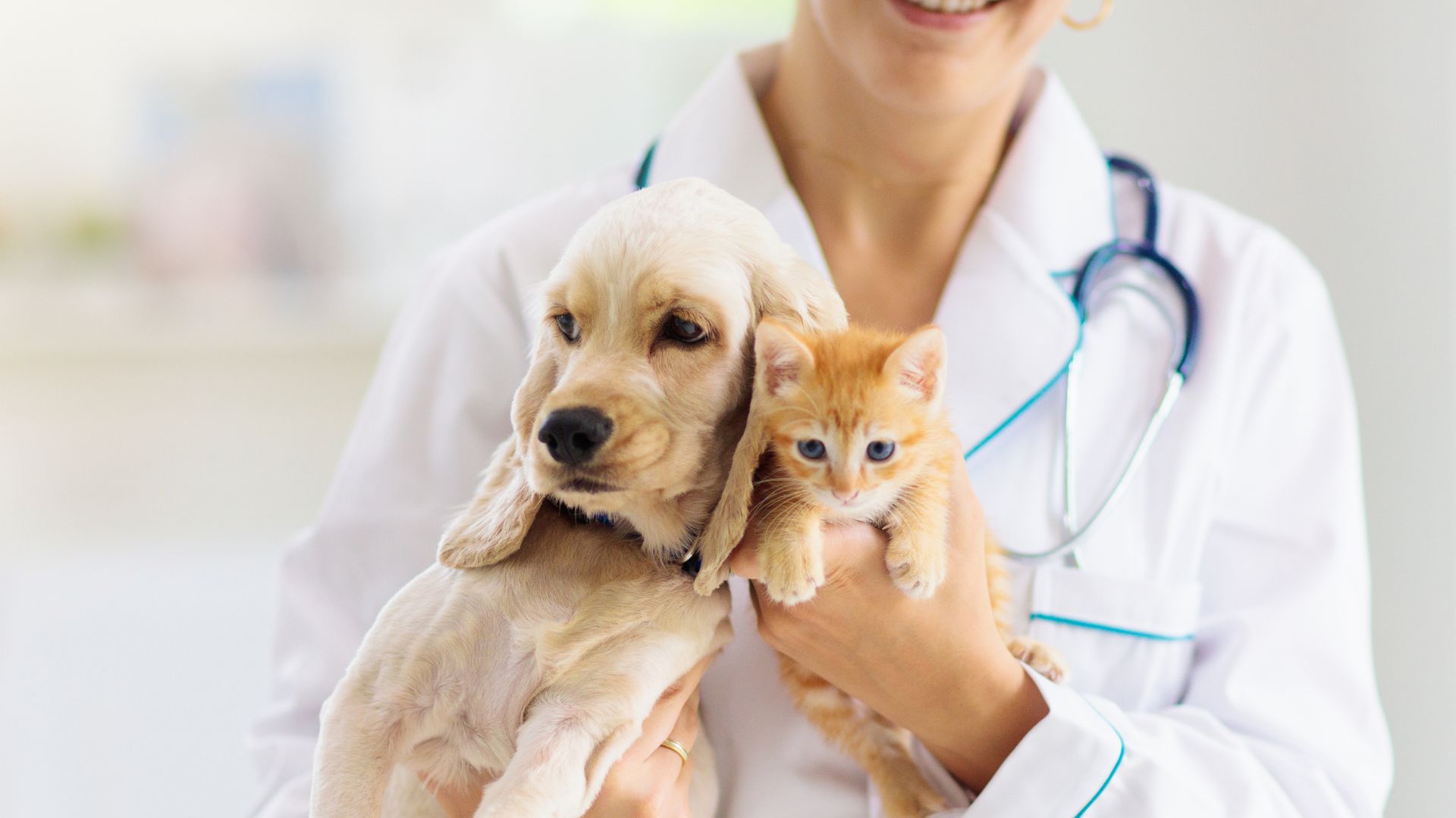 vet holding a puppy and a kitten