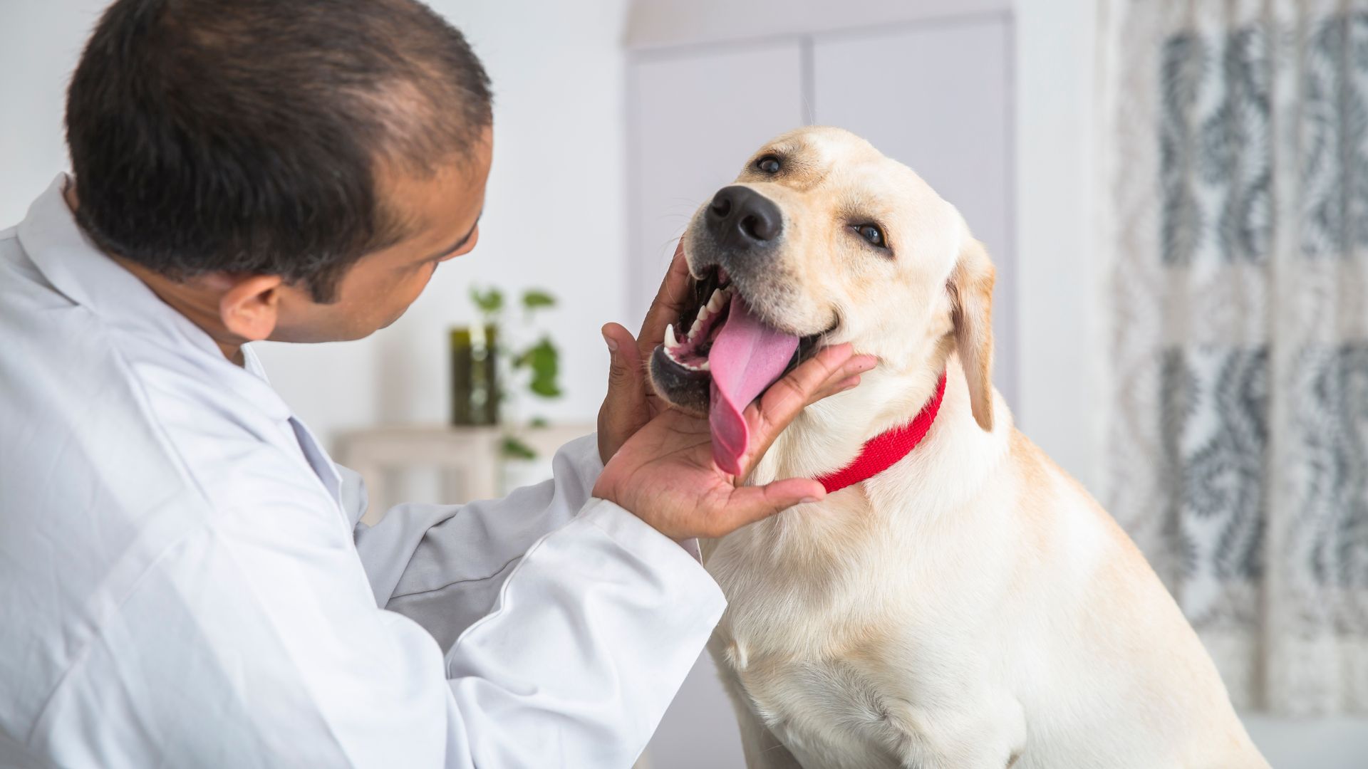 a dog being examined by vet