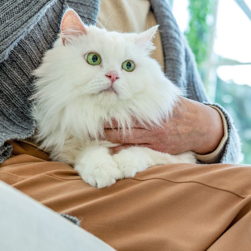 white cat on a woman's lap