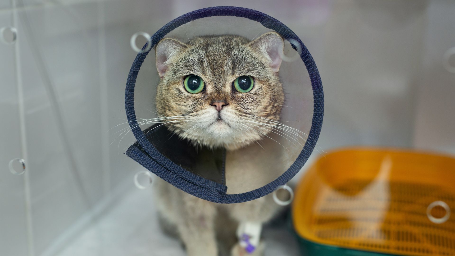 cat wearing a post surgery cone
