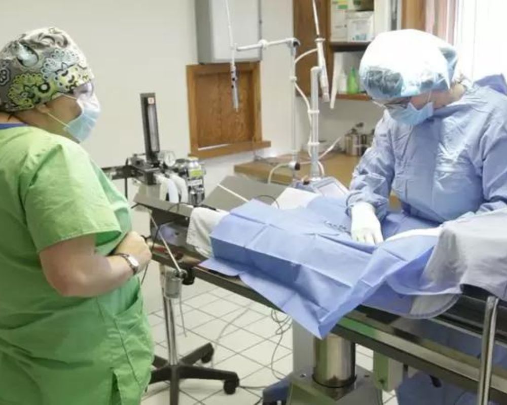 vet team performing surgery