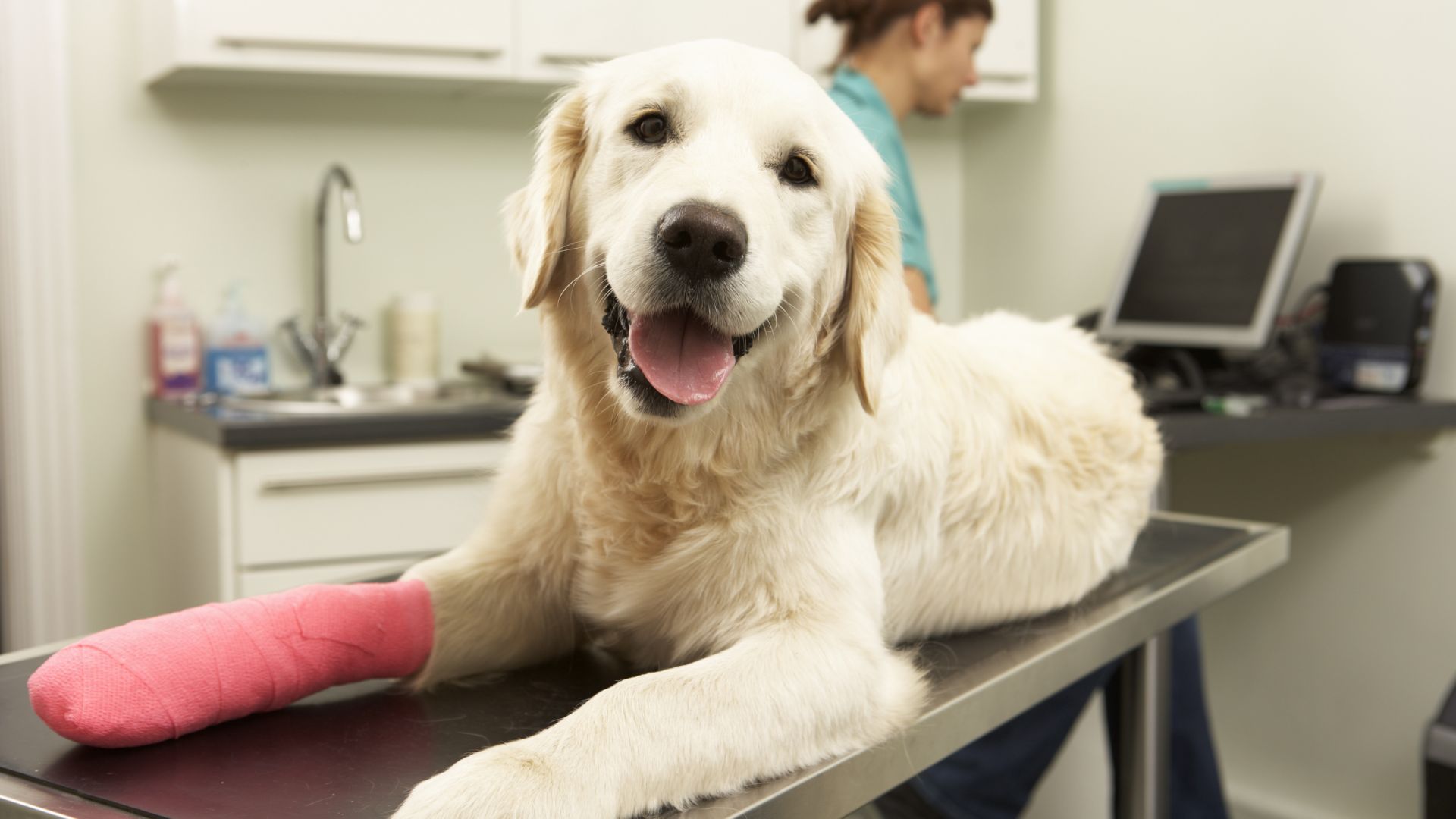 dog wearing a cast on its leg