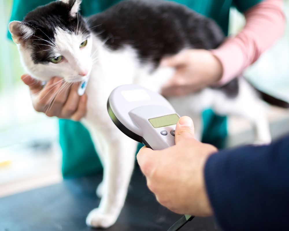 scanning a microchip on a cat