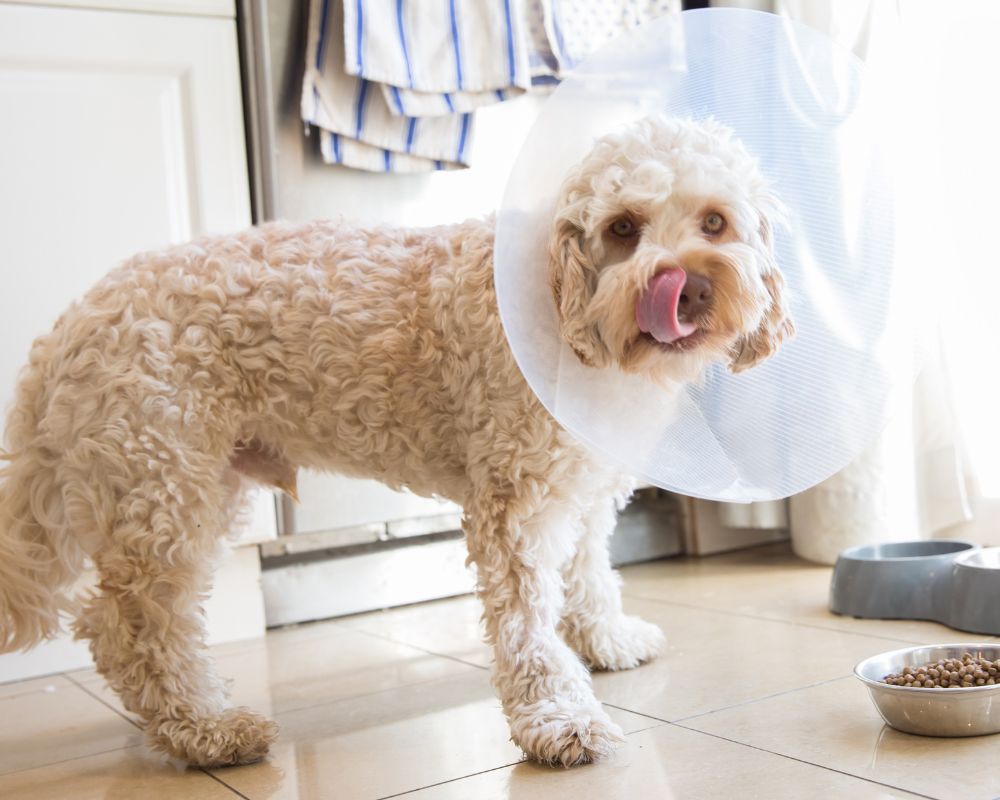dog wearing surgery cone