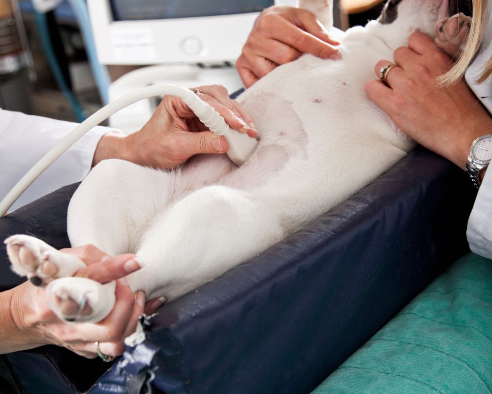dog getting ultrasound<br />
