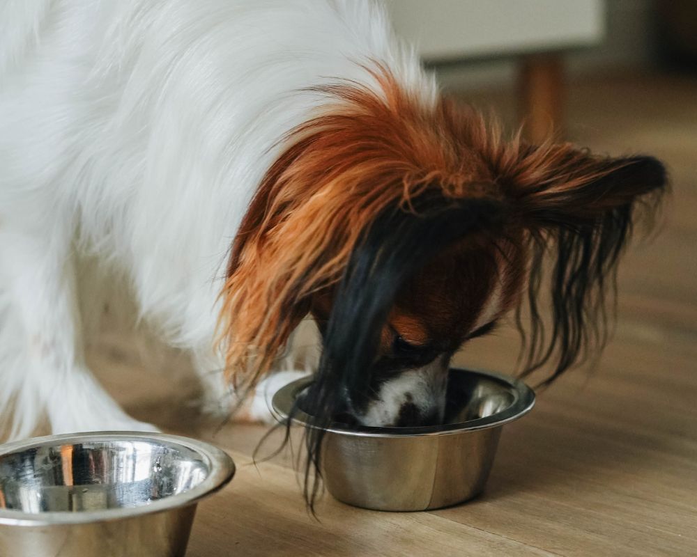 dog eating kibble from a bowl