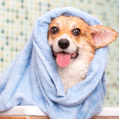 a vet in scrubs in the hospital